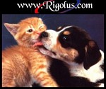 Entre chiens et chats ?!?!?!!!!!!!!